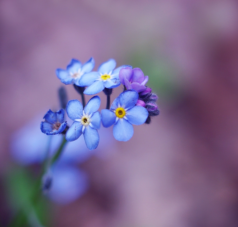 little blue flowers