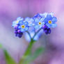 little blue flowers II