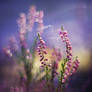 Forest HeatheR vol.2