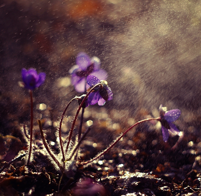 Shower Flower