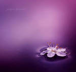 Spring Season by Justine1985