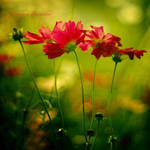 Red Flowers by Justine1985