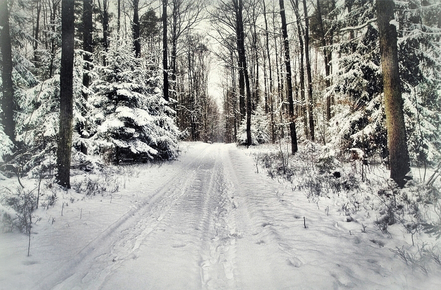 December Forest