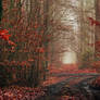 Fall Forest