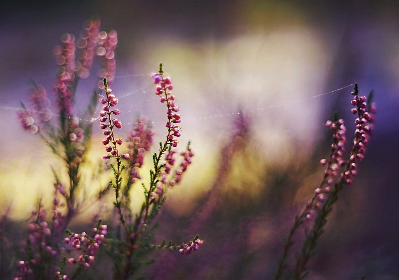 Forest Heather