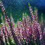 September Heather