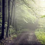 September Forest