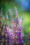 September Heather vol.2 by Justine1985