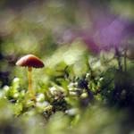 Mushroom by Justine1985