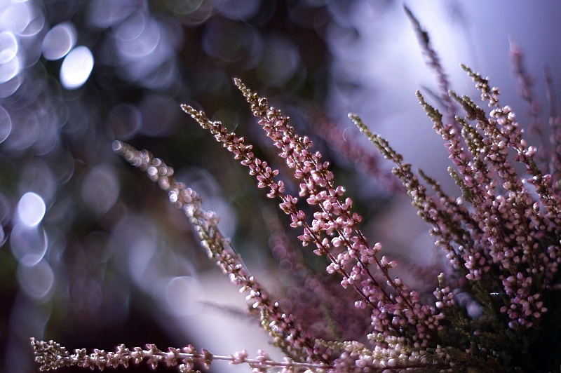 January Heather