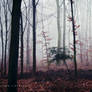 Misty October Forest