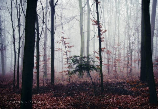 Misty October Forest