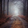 The Forest Path