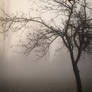 Foggy Tree