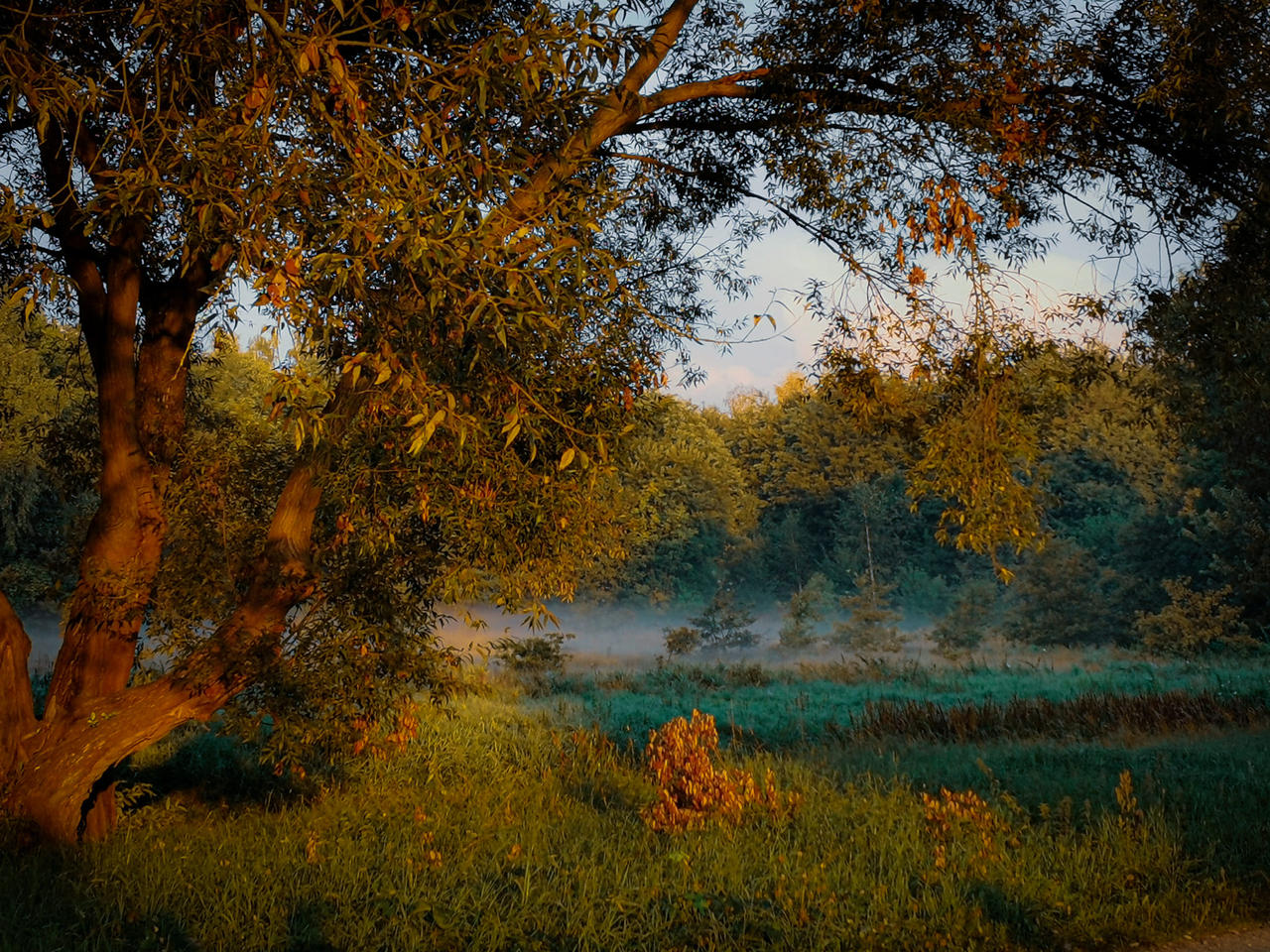 Misty Morning