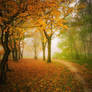 Beautiful Autumn