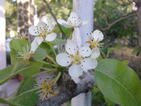 Pear tree flowers