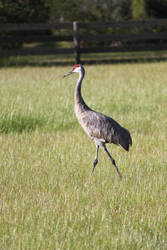 Sandhill Crane