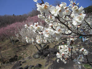 The Plum Blossoms of Mt. Tsukuba 5