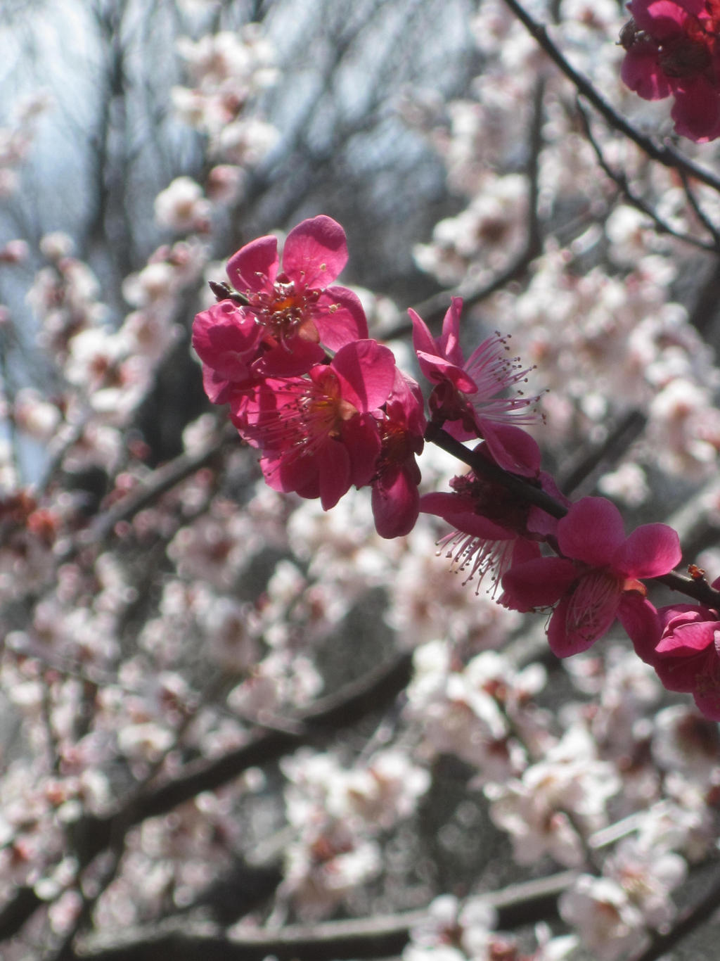 The Plum Blossoms of Mt. Tsukuba 8