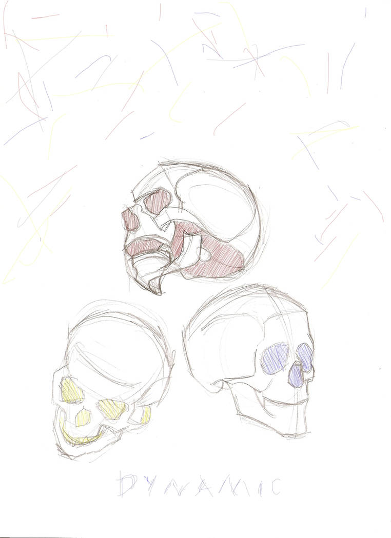 Dynamic Skull Dynamic skull by Mizuwaru on DeviantArt