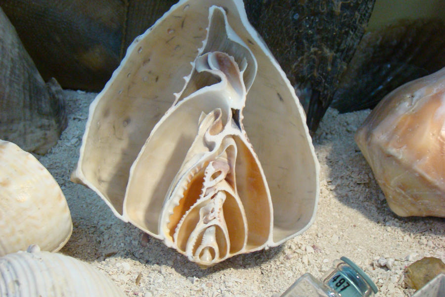 shell split by Robo-ben on DeviantArt