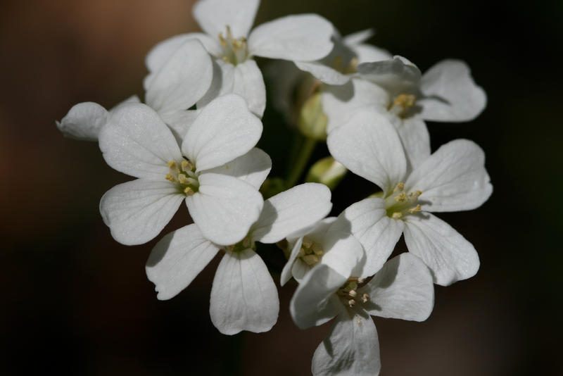 White Flowers