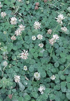 White Clover