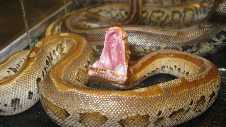 Borneo Python Vs Blood Python Borneo Blood Python Yawn 1 by ReptileMan27 on DeviantArt