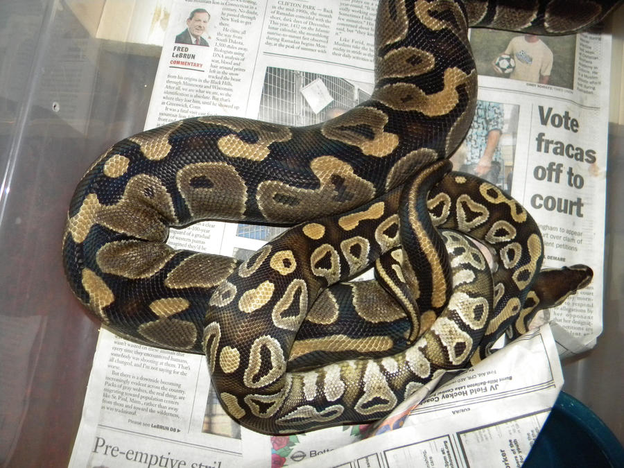Ball Python Breeding 3 by ReptileMan27 on DeviantArt