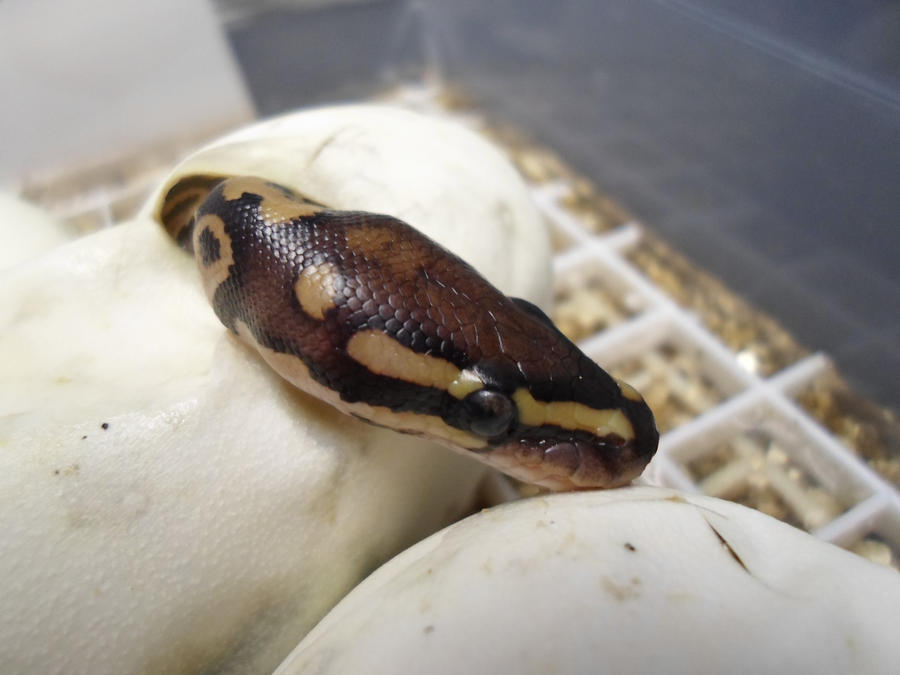 Baby Ball Python Hatching by ReptileMan27 on DeviantArt