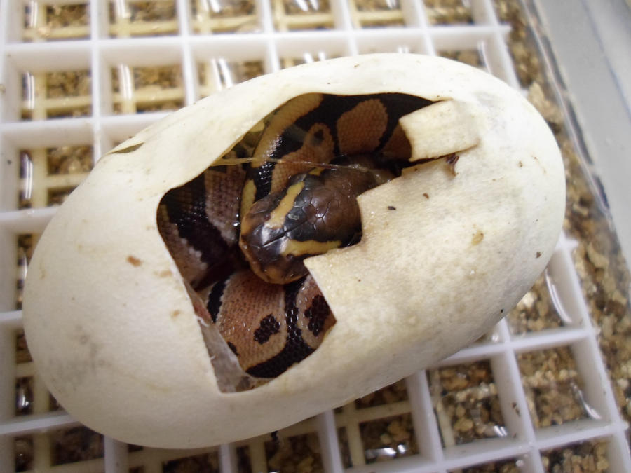 Baby Ball Python In Egg by ReptileMan27 on DeviantArt