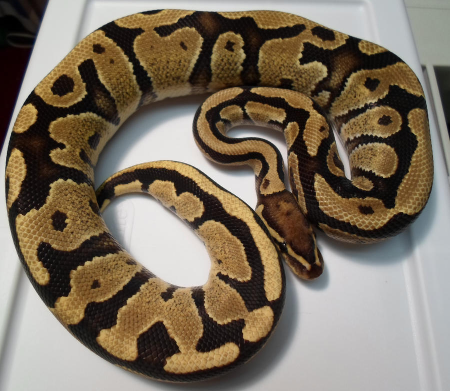 Male Fire Ball Python by ReptileMan27 on DeviantArt