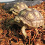 Baby Sulcata Tortoise