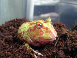 Albino Pacman Frog(Ceratophrys cranwelli)