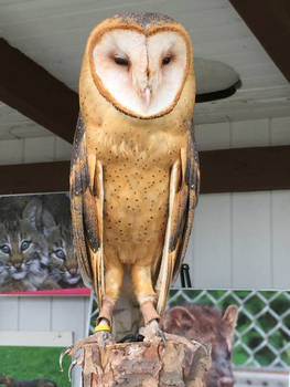 Barn Owl