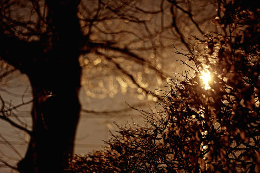 Hedge and Light