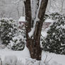 Snow Covered Rhododendrons