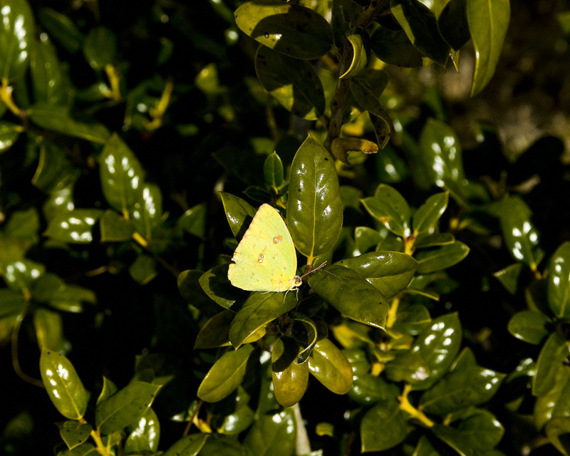 Harford's Sulphur No. 1