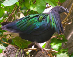 Nicobar Pigeon No. 1 STOCK