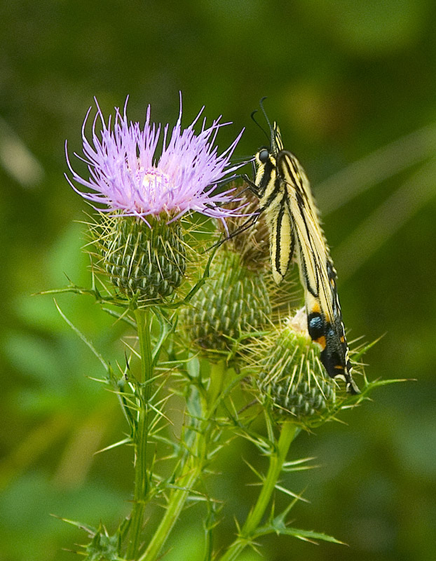 Eastern Tiger Swallowtail 01