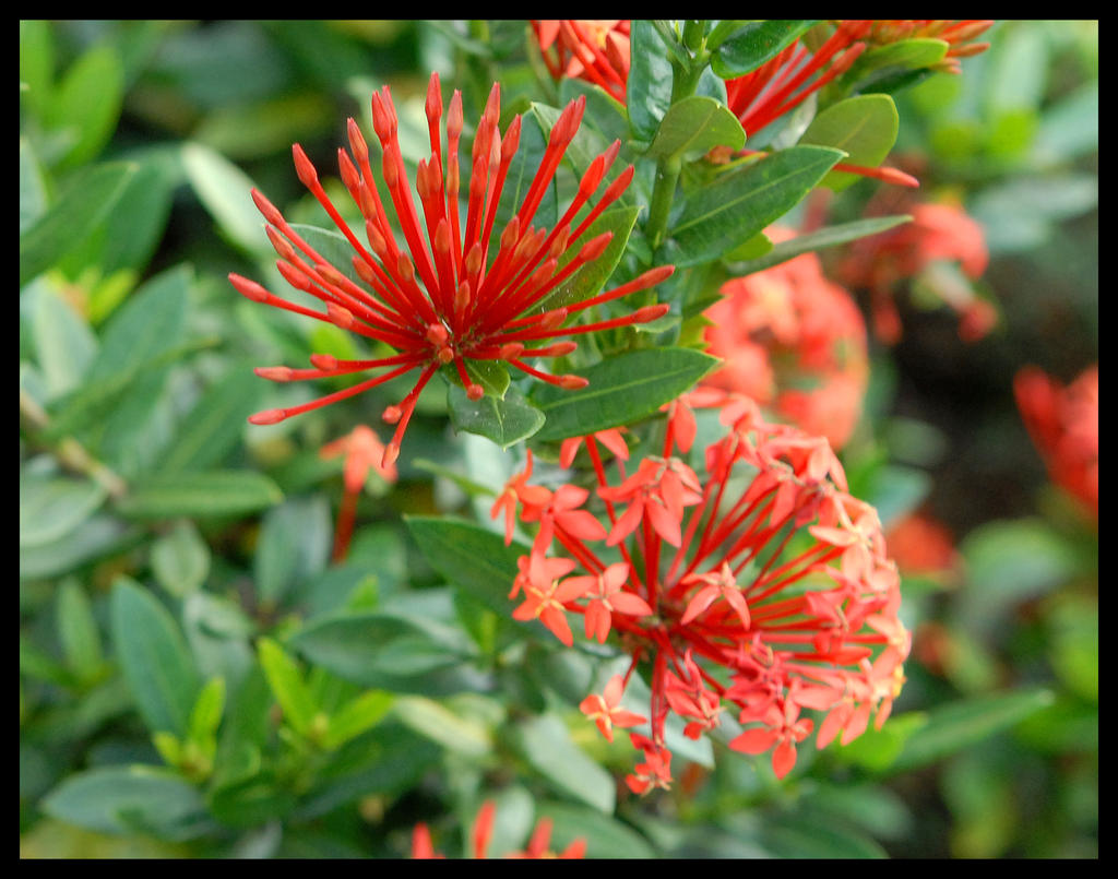 Red Flowers No.2 by slephoto