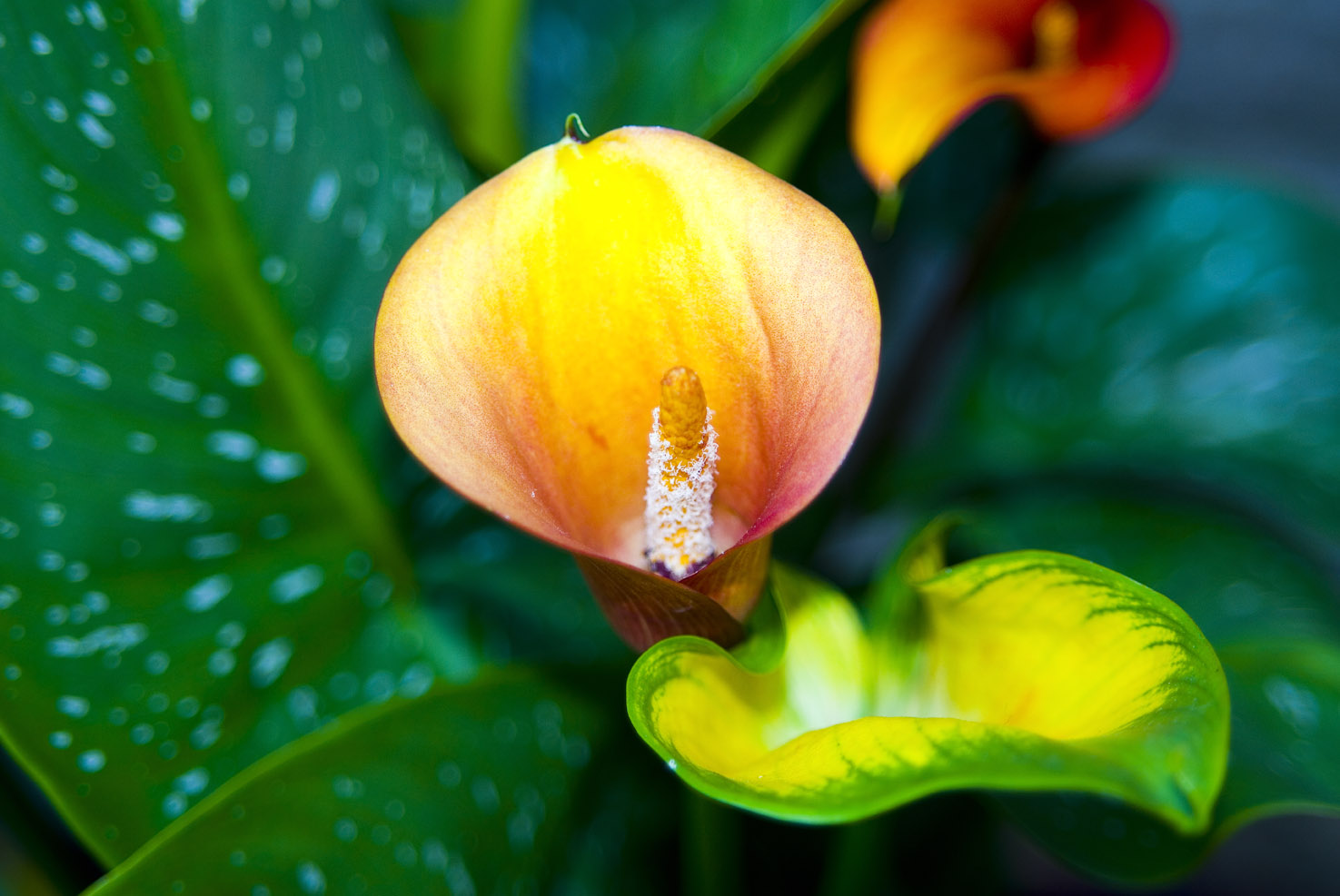 Calla Lily No. 1 by slephoto