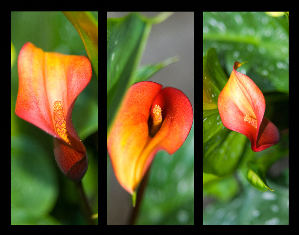 Calla lily triptych by slephoto