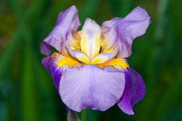 Purple Iris No. 1