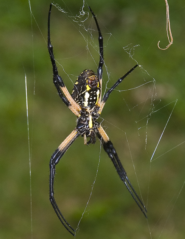 Black-Yellow Garden Spider 1