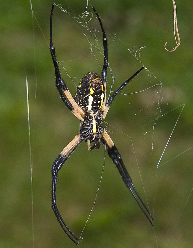 Black-Yellow Garden Spider 1 by slephoto