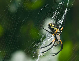 Black-Yellow Garden Spider 2