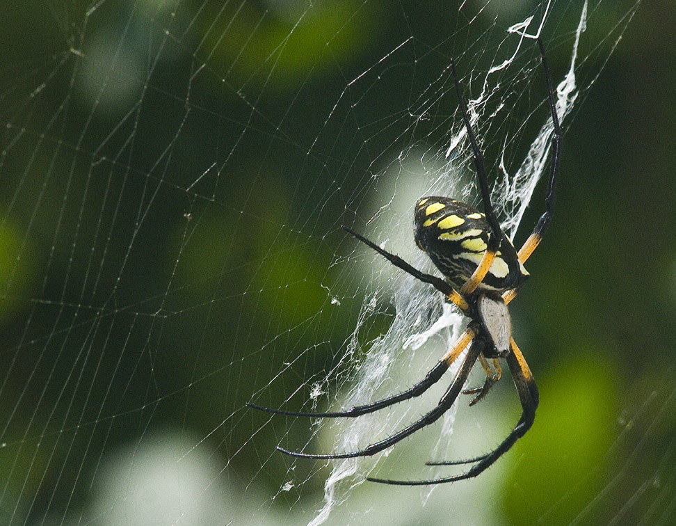 Black-Yellow Garden Spider 2 by slephoto