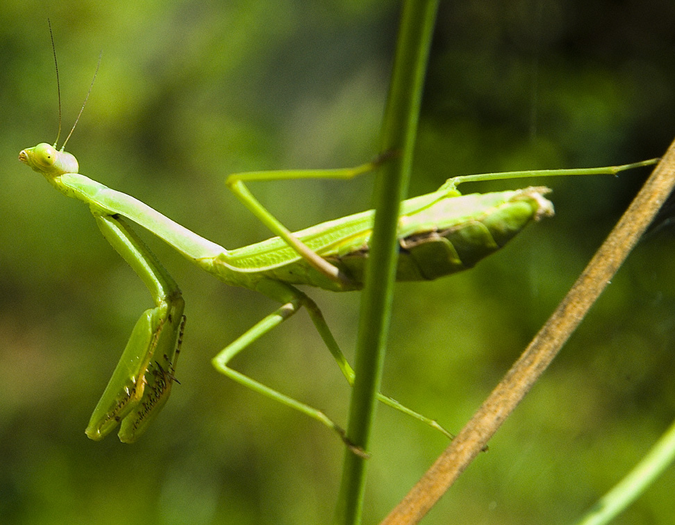 Green Praying Mantis No. 1 by slephoto